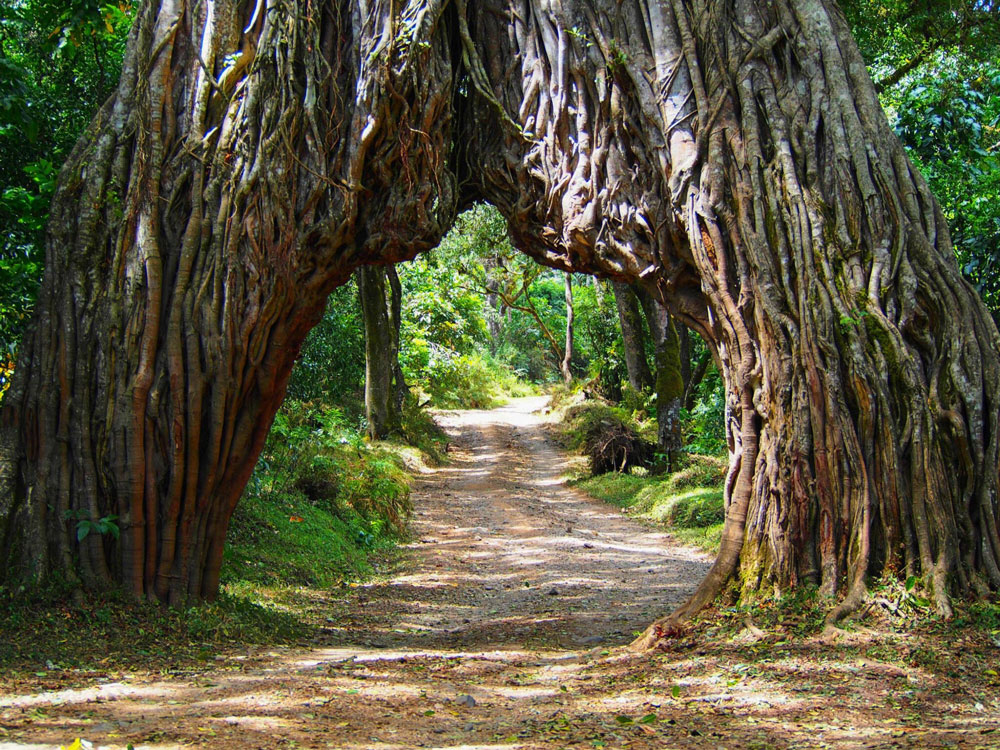 Arusha-National-Park-Tanzania-safari-1