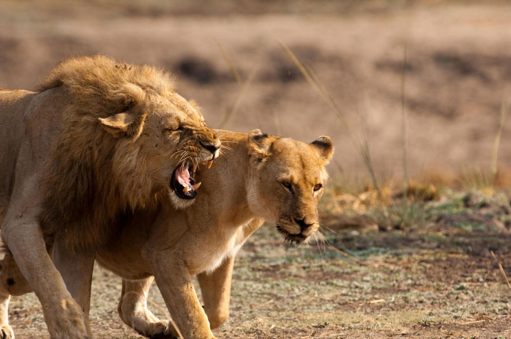 Katavi-National-Park-Tanzania-safari-3